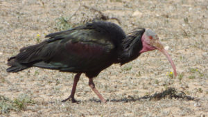northern bald ibis