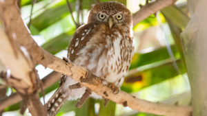 pearl-spotted owlet