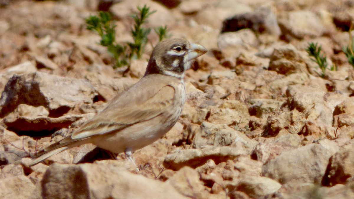 Thick-billed Lark