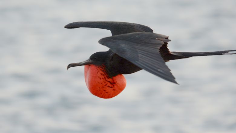 magnificent frigatebird