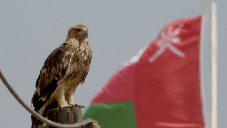 Eastern Imperial Eagle