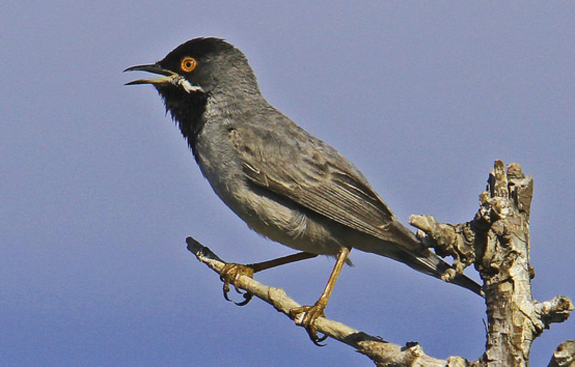 Rüppell's Warbler