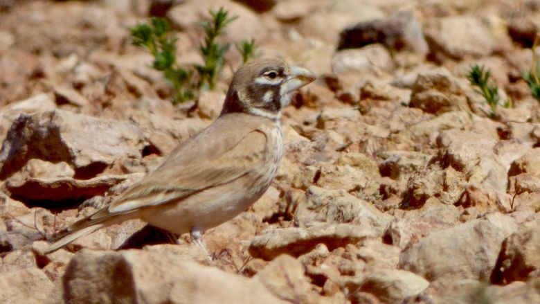 Thick-billed Lark
