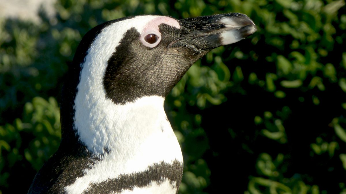 african penguin