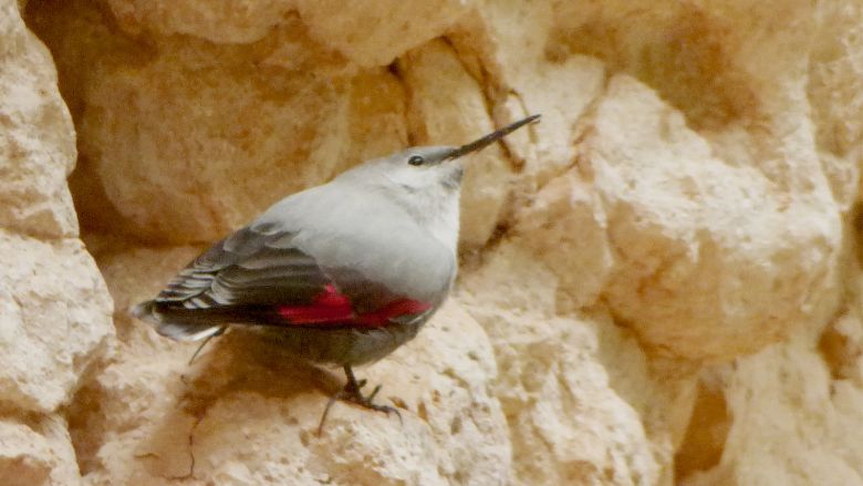 wallcreeper