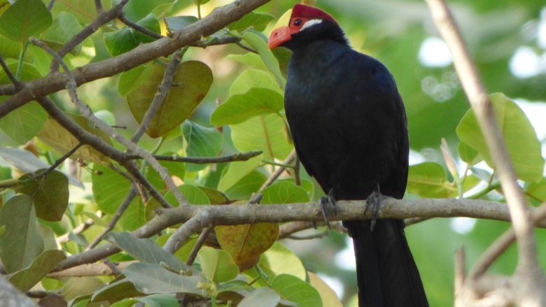 violet turaco