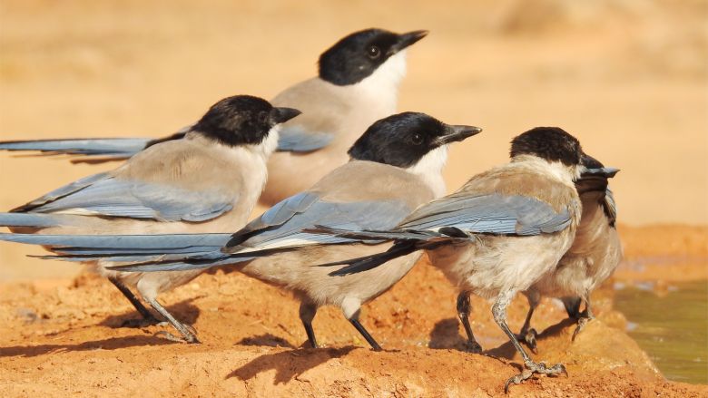 Spanish Magpie