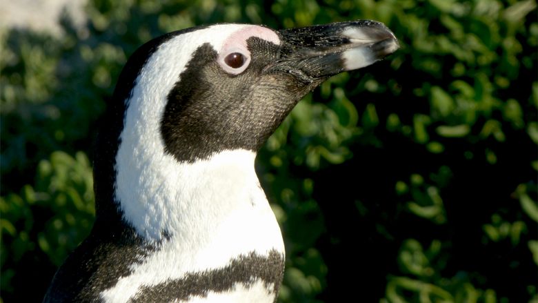 african penguin