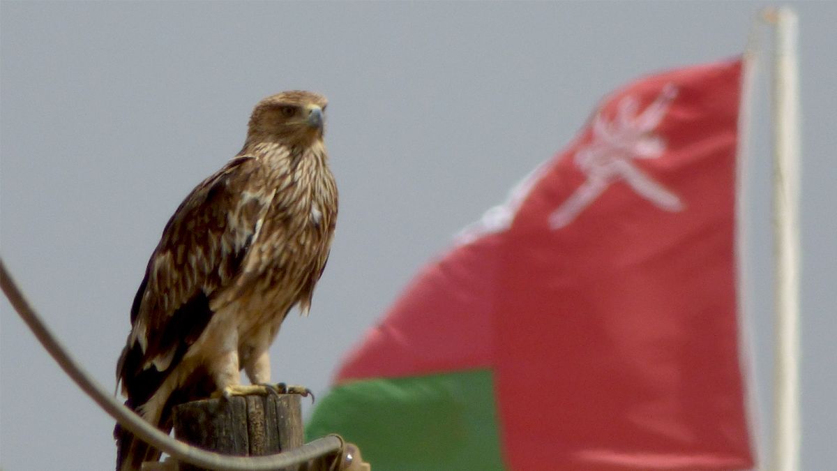 Eastern Imperial Eagle