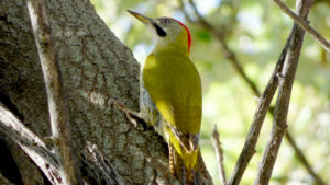 levaillant's woodpecker