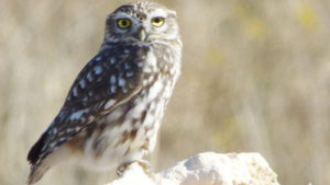 little owl